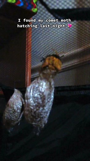 Meet Sunny, the Stunning Rosy Maple Moth | Comet Moth Hatching