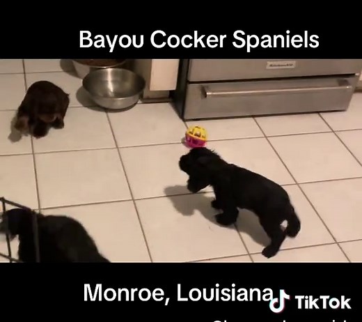 Adorable 7-Week-Old AKC Cocker Spaniel Puppies