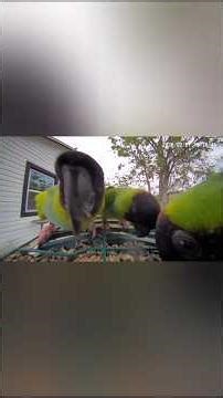 Wild Nanday Parakeets (Conures), FL
