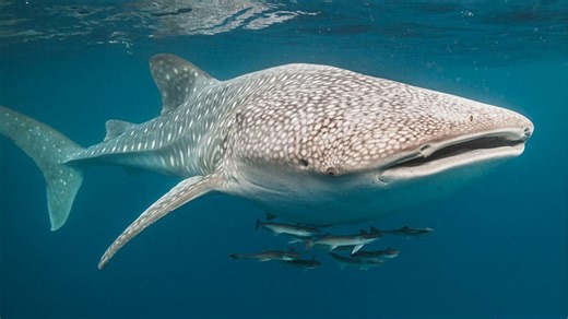 Rescue teams race to save trapped whale shark off Thai coast (video)