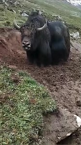 The yak - one of the most powerful and largest animals on the Tibetan Plateau. | SnowLion Tours - Journey to Tibet