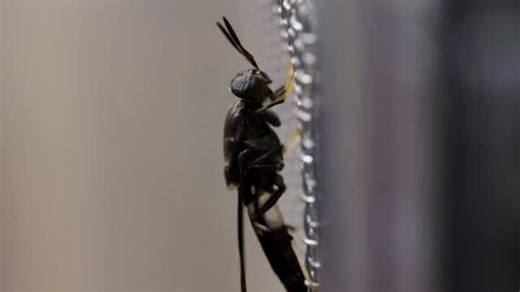 23 reactions · 3 comments | Tiny insect. Huge impact.  At...