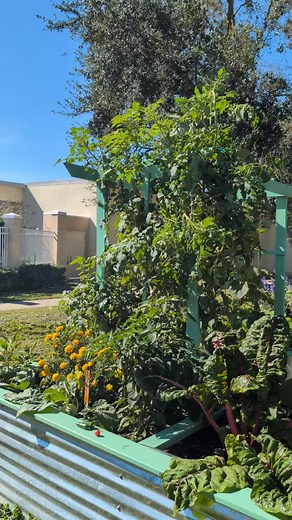 A little tour of our Maximo Elementary garden!! #saintpetersburgfl #gulfportflorida #organicgardening #pinellascountyschools #cultivatinghealthymindsandbodies #schoolgarden | The Edible Peace Patch Project