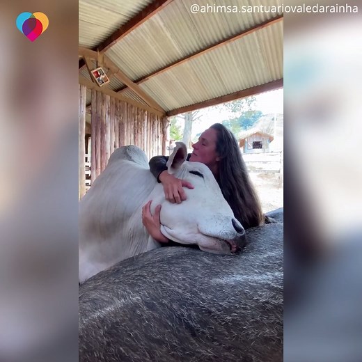 This bull was once "aggressive and violent." But after receiving love at Vale da Rainha Sanctuary, he became a puddle of cuddles. | The Uplift