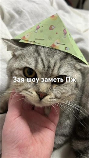 #cutecat #cute #мем