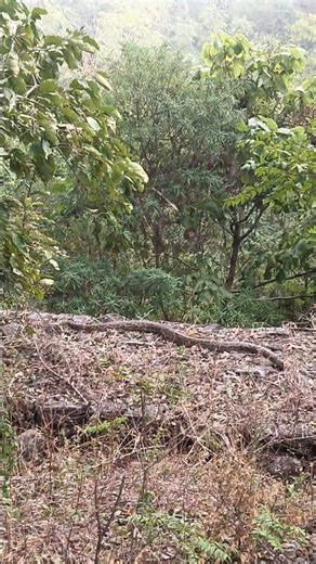 फिर से दिखा बहुत बड़ा पाइथन 🐍😱