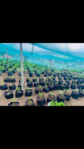 full procedure on how to grow bell peppers in bags #agricultureworldwide #agriculture #agriculturetiktok #agricultureandyoung