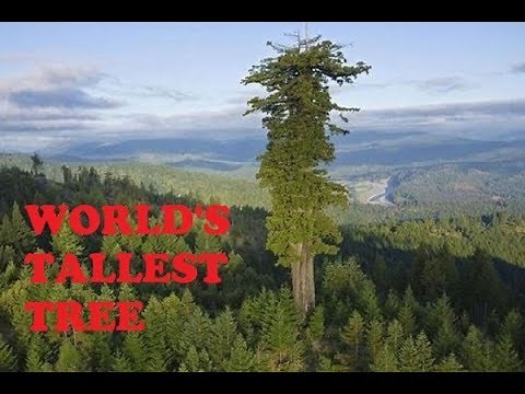 The World's Tallest Tree | Hyperion Tree |