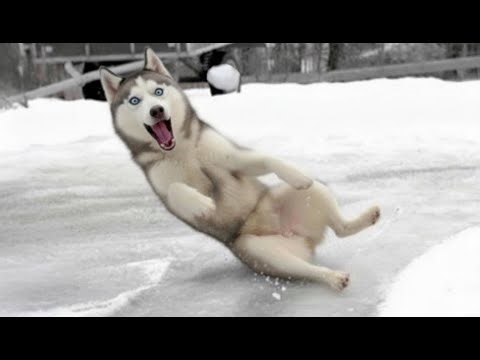 I Can't Stop Laughing: Hilarious Moments of Dogs Playing in the Snow! 🤣