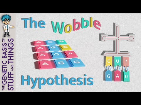 A little wobble hypothesis goes a long way: explaining codon-anticodon interactions