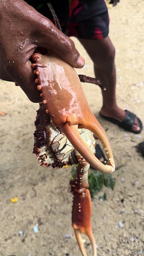 Monsters of the deep. Caribbean King Crab 🇯🇲 #foodtiktok #food #viral #foodie