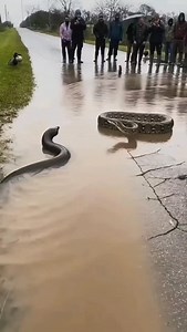 “Nobody Expected THIS Outcome in a Python vs Electric Eel Face-Off ⚡🐍” #wildlife #animal | Lalit Kumar