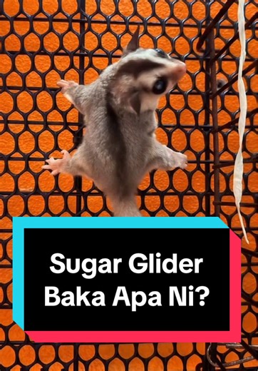 Understanding Sugar Gliders as Pets
