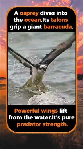 The Moment An Osprey Lifts A Giant Barracuda