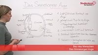 Das Sinnesorgan Auge: Aufbau und Funktion