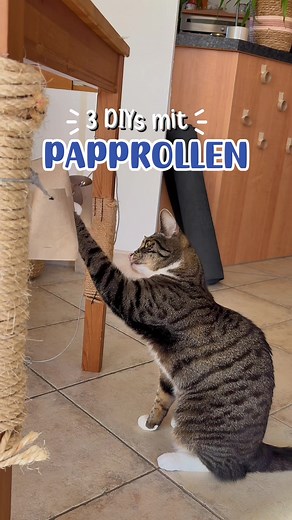 3 Schnelle DIYs zur Bereicherung für eure Katze