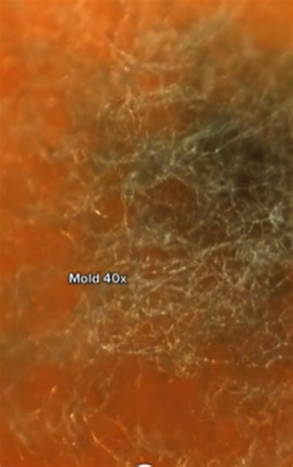 Up close with cheese, microscope magic