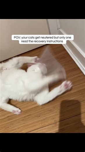 Cats and Chaos: Navigating Recovery After Neutering