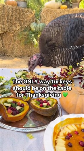 The ONLY way turkeys should be on the table this Thanksgiving! It’s your LAST CHANCE to Adopt A Turkey with Farm Sanctuary this holiday season! Every year, our community shows up for these beautiful, misunderstood birds — and this year, they need us more than ever. More than 46 million turkeys will be killed for Thanksgiving tomorrow. But together, we can choose a different tradition — one that honors who turkeys are, not what they’re turned into. Your symbolic adoption helps provide lifelong ca