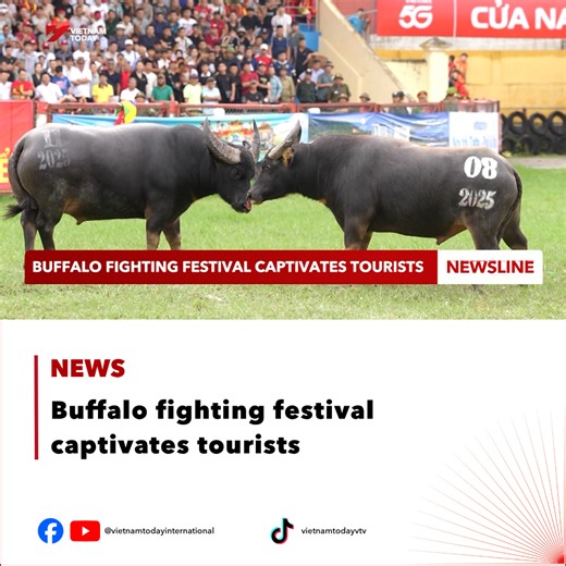 38K views · 827 reactions | The traditional Do Son Buffalo Fighting Festival 2025 officially kicked off on 30 September. Representing wards across Hai Phong City, the carefully selected buffaloes demonstrate their strength and deliver breathtaking performances in the arena. ##VietnamToday #News #yourwindowonvietnam #buffalofighting #festival #haiphong | Vietnam Today | Facebook