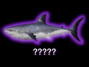 11 "Shark" Sound Variations in 50 Seconds🔊 (FAST Version)