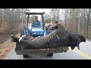 20 gigantic creatures caught on camera