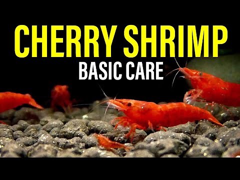 How to Care for Cherry Shrimp