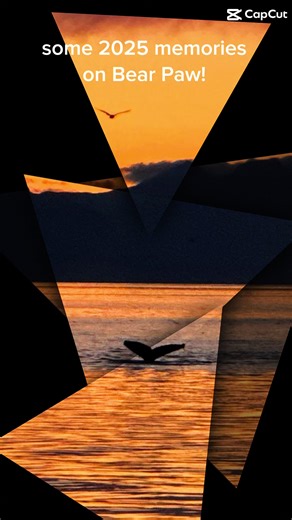 #whalesofsitka #alaskabears #alaska #alaskayachtcharter