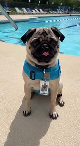 2.5K views · 103 reactions | Pool Maintenance Assistant Pug | Grace Farm Senior Pug Sanctuary | Facebook