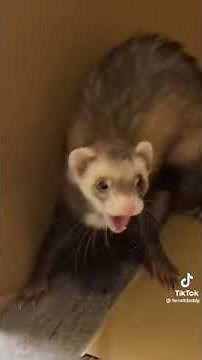 If you spell applesauce with just a ￼