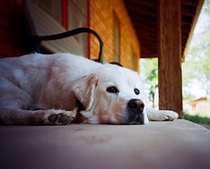 15 Tips for Dogs Who Won't Come Inside When Called