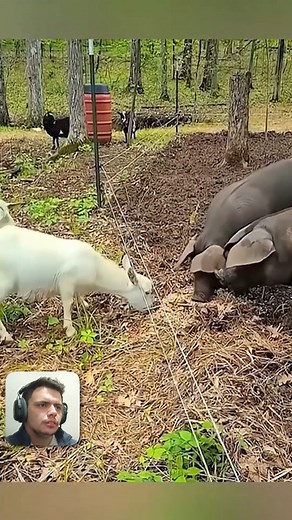 Animals getting shocked by the fence hahaha 🤣⚡️ #animalsfunny #eletricfence #funnyvideos | Eletric FENCE