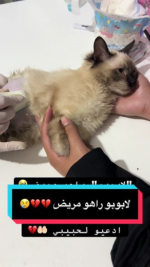 "لابوبو" راهو مريض 🥹 عندو الحجر فالكلى يومين ماكلا والو درجة الحرارة...