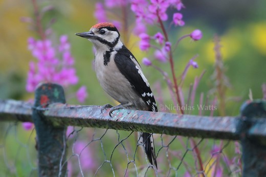 Great spotted woodpecker