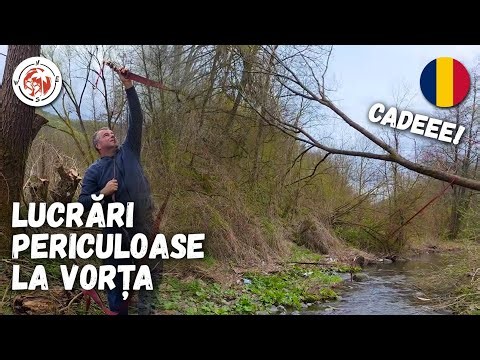 Dangerous work! I cut down the willows next to the garden