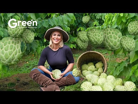 How to MILLIONS tonts of Custard Apple Harvested & Processed 🍈 | Agriculture Technology