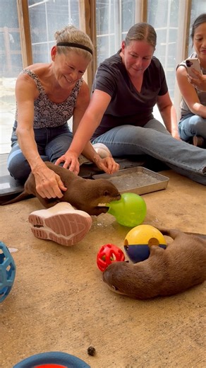 79K views · 1.9K reactions | Take 15% OFF Promo Code PUMPKIN Expires...