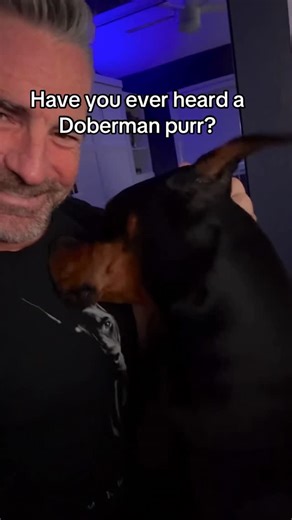 Charles Lindsey, Ruby Dooby Do & Bruce too on Instagram: "Have you ever heard of Doberman purr before? I think the cats are slowly transforming him .😁 #bruceofrubydoobydo #brucethedoberman #doberman #dobermann #rubydooby_do"