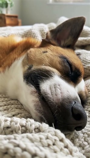 This Dog's Nap Will Melt Your Heart