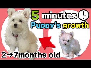 5 minutes Peko maltipom puppy's growth. 2 months old to 7 months old. pomeranian and maltese puppy.