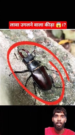 लावा उगलने वाला कीड़ा ।। 😱😱 #facts #respect