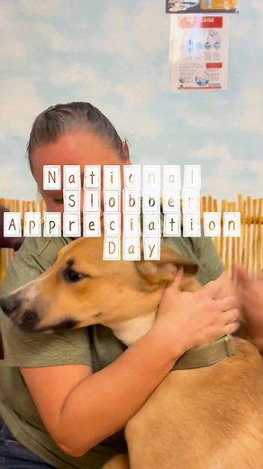 🐶💦 Happy National Slobber Appreciation Day! 💦🐶 Around here, we love slobber — especially because it comes from big kisses! Our shelter pups are total pros at giving the best, goofiest, most joy-filled kisses. 💛👅 Looking for a new friend to brighten your days with wonderfully slobbery smooches? ✨ Check out all our adoptable animals here: https://thehsmc.org/adopt/ Or come meet them in person! 📍 Humane Society of Marion County 701 NW 14th Rd, Ocala, FL ⏰ Open Monday–Saturday, 10am–6pm Your