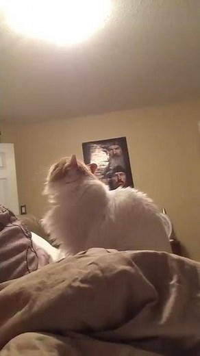 My cat crying cause he can't find me
