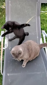 Do you know a game developper ? I'd like to hack Street Fighter II (or a new one) and replace the characters with cats, each with his special moves, the "panther pounce" or the "fatty 360° " 😹 This would be so cooool... . . . #cat #catsofinstagram #catlover #catoftheday #meow #cats #blackcatsofinstagram #catstagram #gamedev #explorepageready #catsonamps #fblifestyle #metalcats #ねこ #animals #instakitty #minipanther #blackcatsofig #catofinstagram #fluffy #kittylove #instapet #gato #animal #catsli