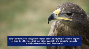 10 Natural Hunters That Prey on Rats and Mice