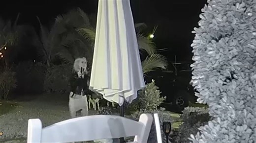 Florida woman who denied throwing brick through ex's window caught on camera