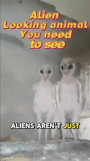 These animals look like aliens😱😱👽👽#animalfacts#animals#wildlife#didyouknow#shorts#blowthisaccountup