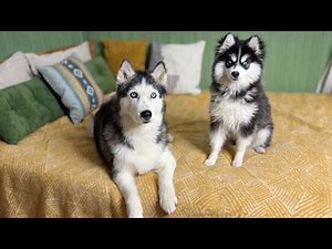 Puppy and a Kitten Are Becoming Friends — And Husky Yuki Wants to Play Too