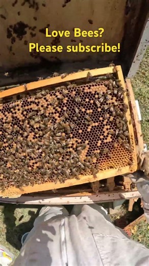 Why Some Bees Return To Their Old Hive - Beekeeping