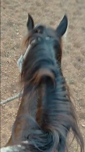 riding the pony bareback! #equestrianjourney #horse #pony #bareback